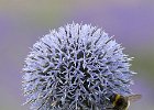 Allium in the Lavender Garden - John Scholey (open)